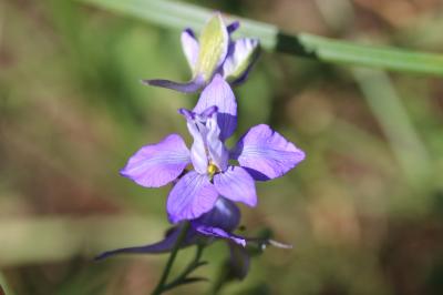 Dauphinelle des jardins Delphinium ajacis L., 1753