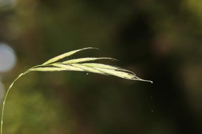 Brachypode des bois, Brome des bois Brachypodium sylvaticum (Huds.) P.Beauv., 1812