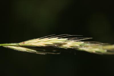 Brachypode des bois, Brome des bois Brachypodium sylvaticum (Huds.) P.Beauv., 1812