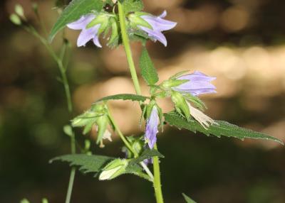 Campanule gantelée, Ortie bleue Campanula trachelium L., 1753