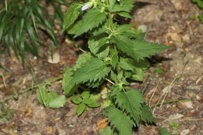 Campanule gantelée, Ortie bleue Campanula trachelium L., 1753