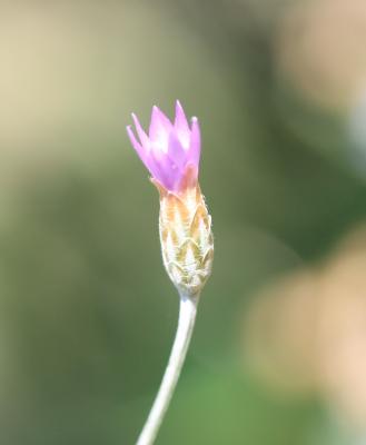 Xéranthème fétide Xeranthemum cylindraceum Sm., 1813