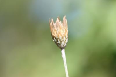 Xéranthème fétide Xeranthemum cylindraceum Sm., 1813