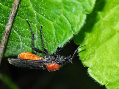 Bibion de S. Marc rouge Bibio hortulanus (Linnaeus, 1758)