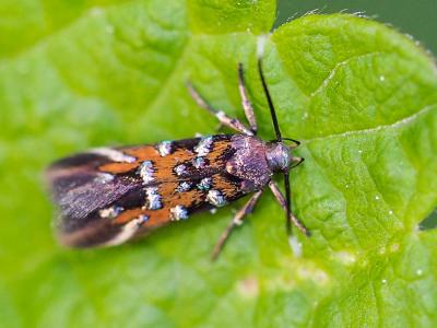  Pancalia leuwenhoekella (Linnaeus, 1760)