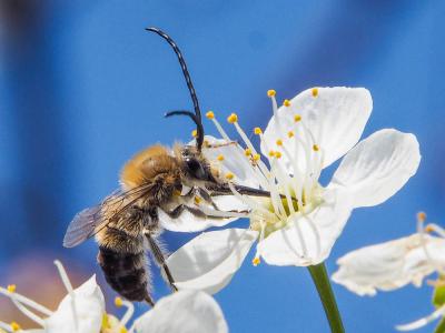 Eucère à longues antennes Eucera longicornis (Linnaeus, 1758)