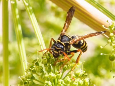  Polistes nimpha (Christ, 1791)