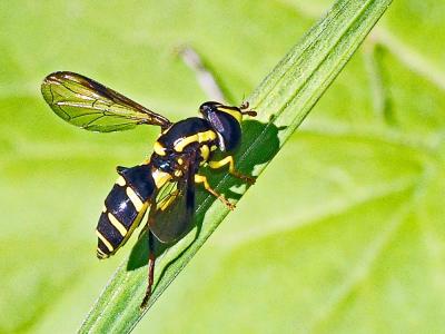 Xanthogramma dives (Rondani, 1857)