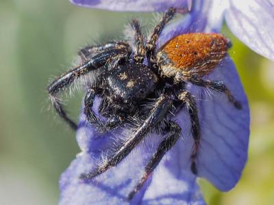  Carrhotus xanthogramma (Latreille, 1819)