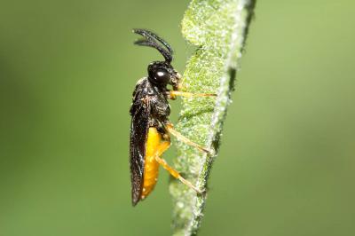  Sterictiphora Billberg, 1820
