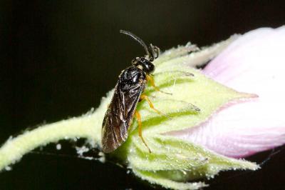  Sterictiphora Billberg, 1820