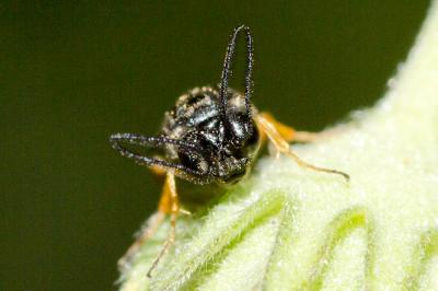  Sterictiphora Billberg, 1820