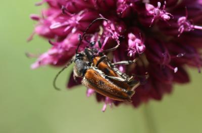 Vadonie à un point Vadonia unipunctata (Fabricius, 1787)