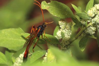  Therion circumflexum (Linnaeus, 1758)
