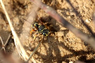  Hoplisoides punctuosus (Eversmann, 1849)