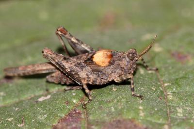 Tétrix des plages, Tétrix méridional Paratettix meridionalis (Rambur, 1838)