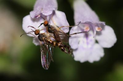  Rhamphomyia Meigen, 1822