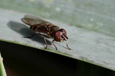  Xanthandrus comtus (Harris, 1780)