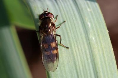  Xanthandrus comtus (Harris, 1780)