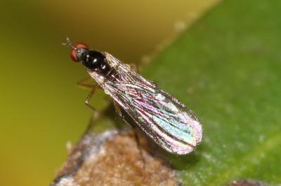  Oropezella sphenoptera (Loew, 1873)