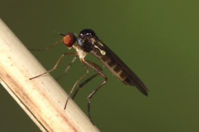  Oropezella sphenoptera (Loew, 1873)