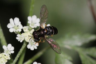  Paragus pecchiolii Rondani, 1857