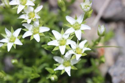 Minuartie des rochers Minuartia rupestris subsp. rupestris (Scop.) Schinz & Thell., 1907