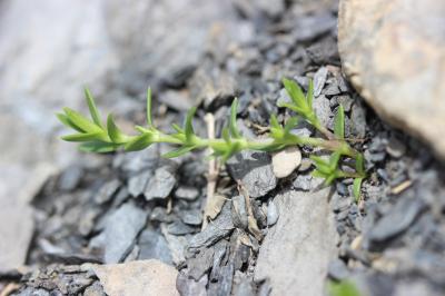 Minuartie des rochers Minuartia rupestris subsp. rupestris (Scop.) Schinz & Thell., 1907