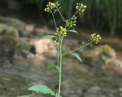 Rorippe amphibie Rorippa amphibia (L.) Besser, 1821