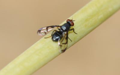  Herina germinationis (Rossi, 1790)