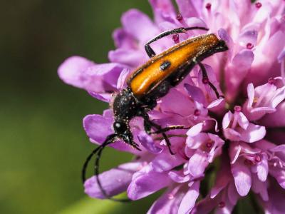 Vadonie à un point Vadonia unipunctata (Fabricius, 1787)