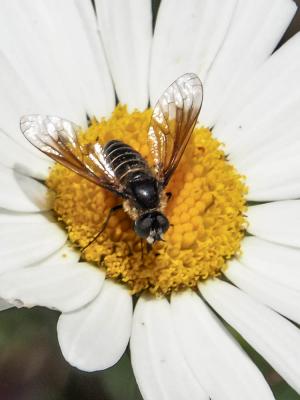  Lomatia belzebul (Fabricius, 1794)