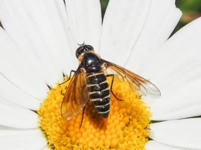  Lomatia belzebul (Fabricius, 1794)
