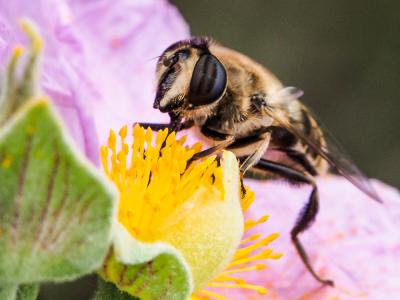 Eristale gluante, Mouche pourceau Eristalis tenax (Linnaeus, 1758)