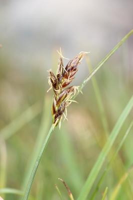 Scirpe comprimé, Souchet comprimé Blysmus compressus (L.) Panz. ex Link, 1827