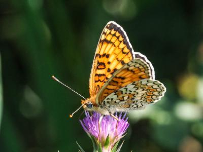 Mélitée des Centaurées (La), Grand Damier (Le) Melitaea phoebe (Denis & Schiffermüller, 1775)