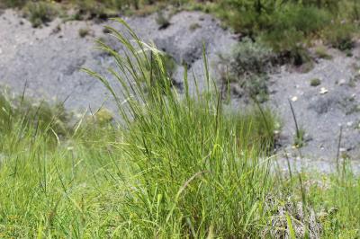 Calamagrostide argentée, Stipe Calamagrostide Achnatherum calamagrostis (L.) P.Beauv., 1812