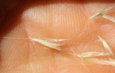 Calamagrostide argentée, Stipe Calamagrostide Achnatherum calamagrostis (L.) P.Beauv., 1812