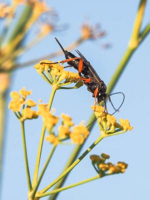  Pimpla rufipes (Miller, 1759)