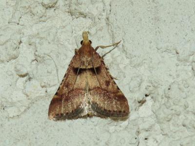  Stemmatophora Guenée, 1854