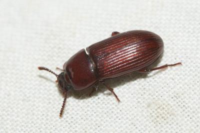  Uloma culinaris (Linnaeus, 1758)