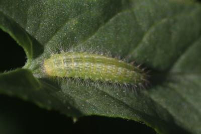  Emmelina monodactyla (Linnaeus, 1758)