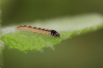  Acompsia schmidtiellus (Heyden, 1848)