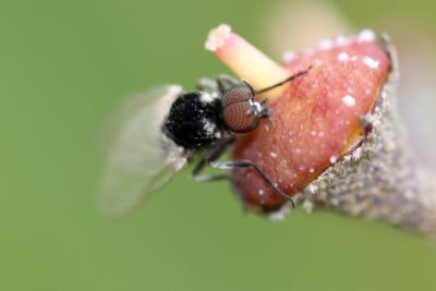  Simuliidae Newman, 1834