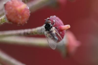  Simuliidae Newman, 1834