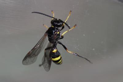  Gorytes Latreille, 1805