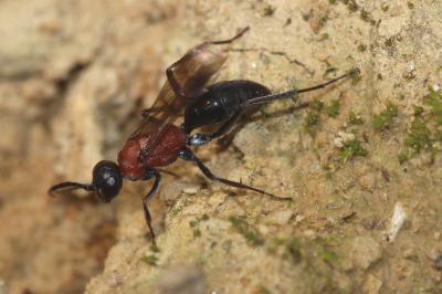  Poecilagenia rubricans (Lepeletier, 1845)