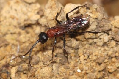  Poecilagenia rubricans (Lepeletier, 1845)
