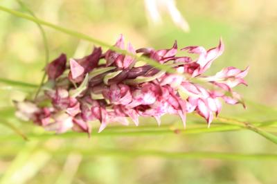 Orchis à odeur de vanille Anacamptis fragrans (Pollini) R.M.Bateman, 2003