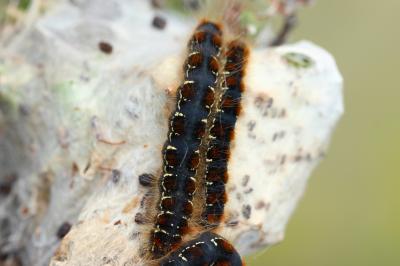 Laineuse du Cerisier (La), Bombyx laineux (Le) Eriogaster lanestris (Linnaeus, 1758)